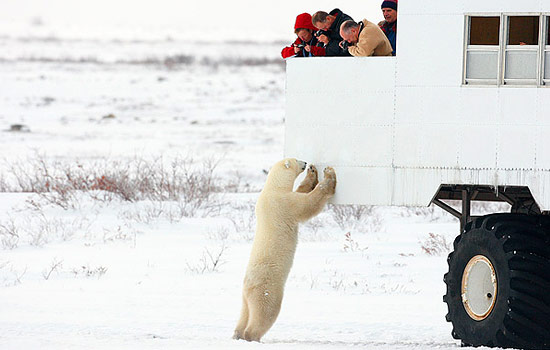 bear train