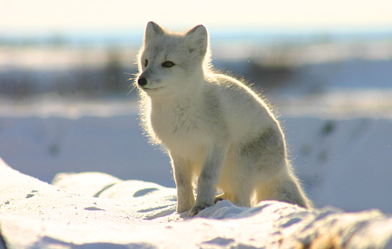 Snow Fox Animal