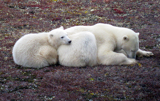 Where To See Polar Bears In Canada?