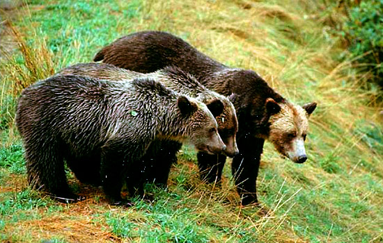 Bear watching and wildlife tours - Bear watching and wildlife tours