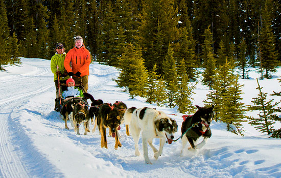 An authentic dogsledding experience - An authentic dogsledding experience