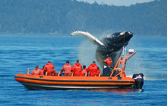 Whalewatching in the Salish Sea Whalewatching in the Salish Sea - Whalewatching in the Salish Sea