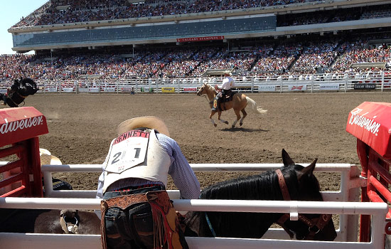 Everyone should go to Calgary Stampede!