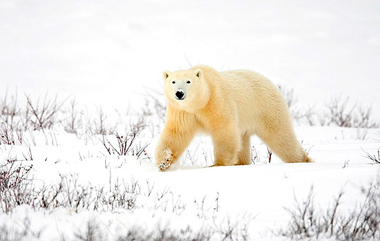 The joy of these journeys is seeing Polar Bears in their natural habitat.