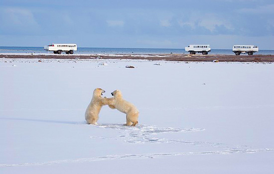 polar bears Churchill - polar bear tours - You'll learn what the different interactions are about from expert naturalists on polar bear tours.