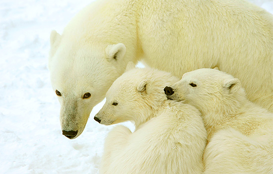 polar bears Churchill - polar bear tours - Naturalists will help you identify the different family groups…