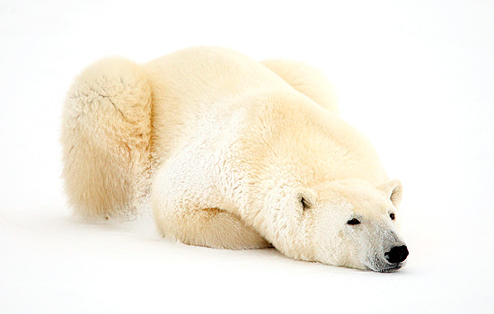 polar bears Churchill - polar bear tours - You'll see the polar bears Churchill in all their moods...
