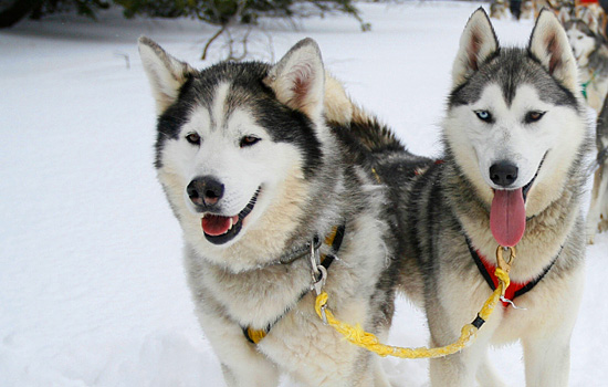 polar bears Churchill - polar bear tours - And you'll also get a chance to experience dogsledding & learn about the dogs.