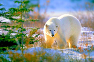 Classic Churchill Polar Bears