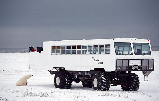 Canadian train - Canadian pacific railway - Stay in the town of Churchill and visit polar bears daily on a Tundra Buggy.