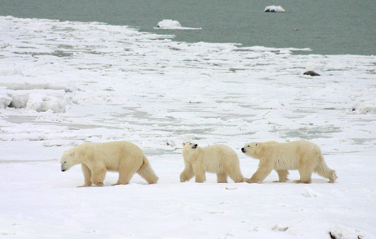 Canadian train - Canadian pacific railway - The bears gather in this area every year, waiting for the bay to freeze.