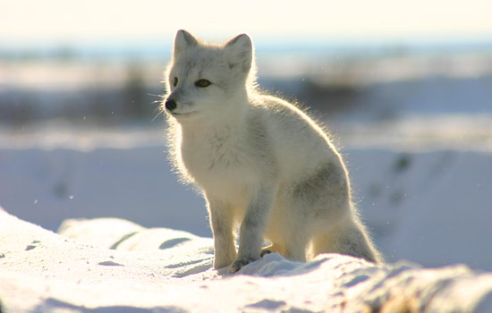 Canadian train - Canadian pacific railway - You'll also get a chance to see other wildlife like Snowy Owl, Snow Goose or Arctic Fox.