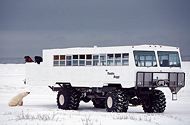 Polar Bears Expedition by Train