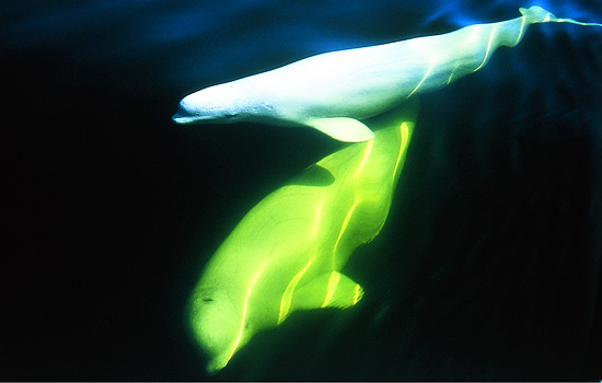 Belugas are very small, beautiful whales found only in Arctic waters.