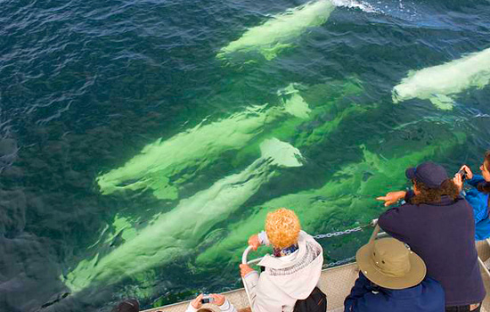 Polar bear tours - Churchill Canada polar bears - In the brief Arctic summer in Hudson Bay they gather in their hundreds…