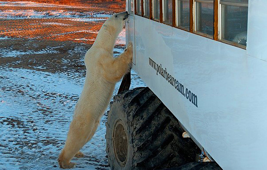 Polar bear tours - Churchill Canada polar bears - And there is a fairly good chance that you will also get to see a few Churchill Canada Polar Bears.