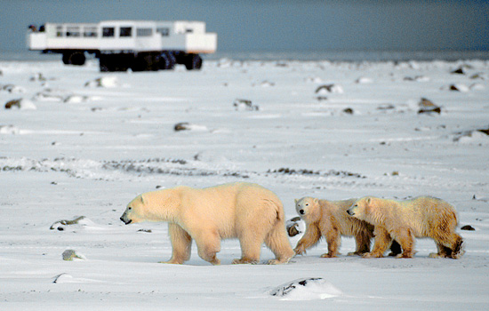 Best Value Churchill Polar Bear Viewing | Canada Polar Bears