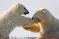 Best Value Churchill Polar Bear Viewing