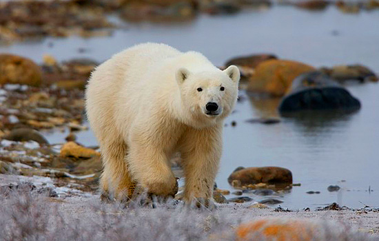 Polar bear tours - Churchill Canada polar bears - But walking outside is not recommended!