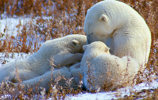 Polar bear tours - Churchill Canada polar bears - On the lodge you have more time to see the bears' social and family life.