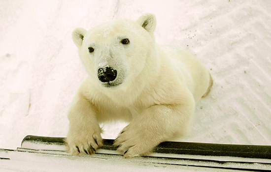 Polar bear tours - Churchill Canada polar bears - Awww... So cuddly! But just look at those claws…