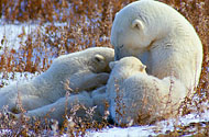 Churchill Polar Bear Express - Tundra Buggy Lodge
