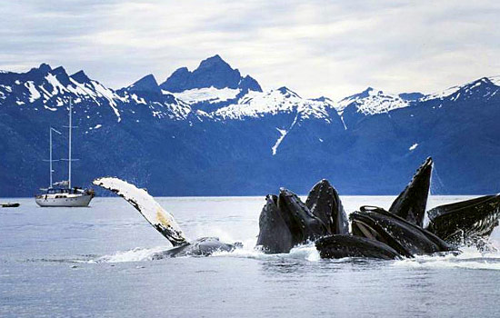 Canadian railway - Canadian train - Some some of Alaska's unique wildlife along the way.