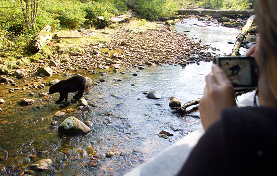 Canadian railway - Canadian train - Meet some local wildlife on your shore excursions.
