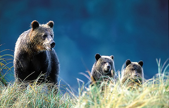 This journey is our ultimate 'bear' Canada vacations journey - and possibly North America's best safari!