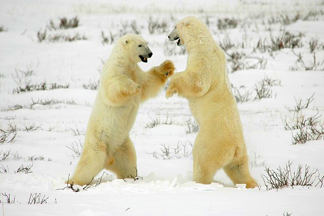 Canada travel - Canada vacations - And learn if this is play or fighting - from an expert naturalist.