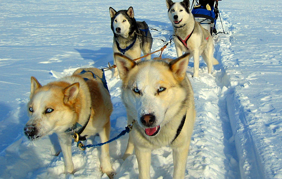 Canada travel - Canada vacations - You can also try dogsledding - and learn about the life of a sled-dog...