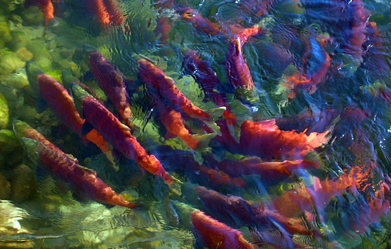 Canada travel - Canada vacations - On the west coast of British Columbia in the Fall, salmon return to spawn…