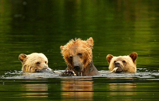 Canada travel - Canada vacations - Attracting predators like Grizzly Bears, Bald Eagles and Orca (Killer) Whales…