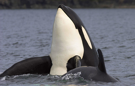 Canada travel - Canada vacations - As well as studying Grizzlies up close, you'll get out on the ocean with the whales…