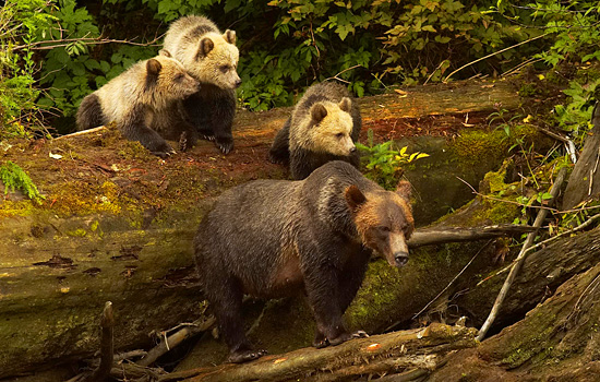 Canada travel - Canada vacations - A Grizzly Bear family comes down to the water to find returning salmon.