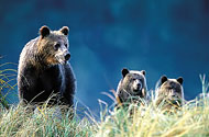 Lords Of The Wilderness Bear Viewing