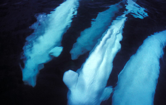 - Travel onwards to Tadoussac, tolearn about these rich waters.