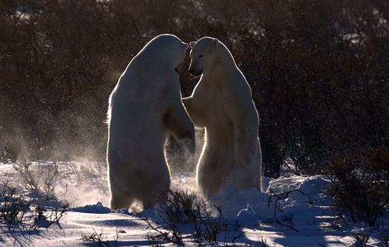 Churchill polar bears - polar bear tours - Imagine the fun of hanging this on your wall & telling the story of how you got it!