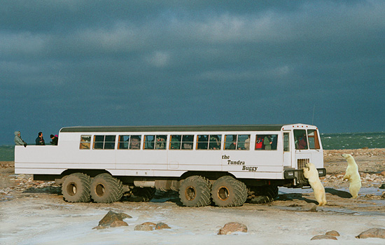 Churchill polar bears - polar bear tours - A Tundra Buggy provides a perfect vantage point for photography. 