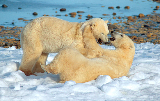 Churchill polar bears - polar bear tours - And experts are on hand to help you improve your photographic skills…