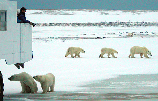 Churchill polar bears - polar bear tours - With no shortage of subjects!