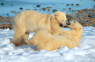 Churchill Based Nature and Photo Specialist Tour