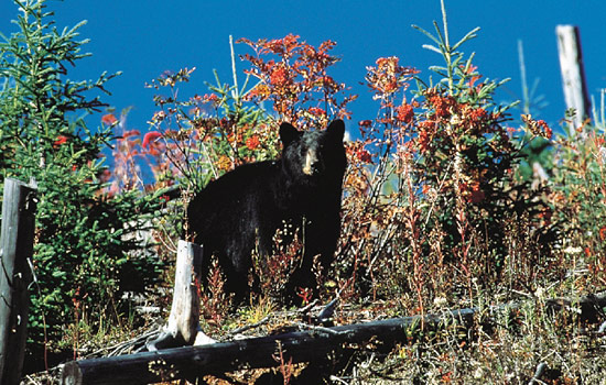 Rocky Mountaineer - Canada rail - In Whistler, join a resident wildlife expert to see bears in the wild.