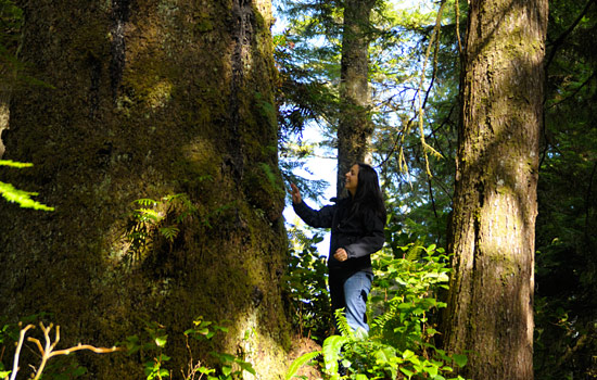  - And the magical old growth of the Sunshine Coast.