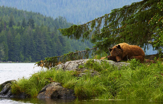  - From your coastal lodge, observe some Canadian wildlife.