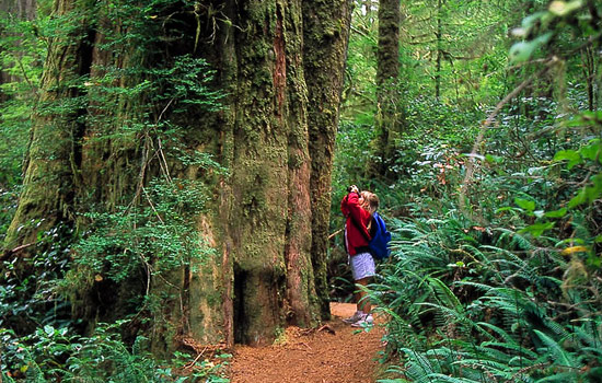  - Take time to explore hidden coves and old growth rainforest.