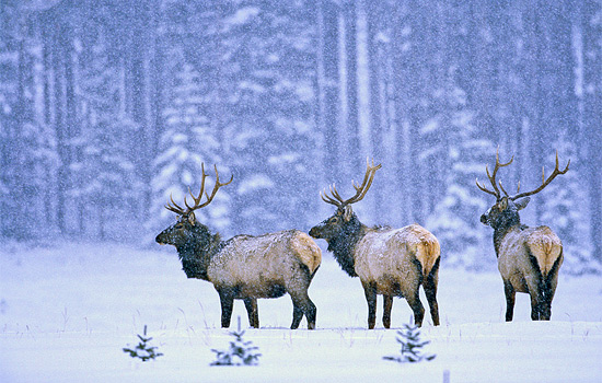 Canadian railway - Canada rail - Embrace winter in the Canadian Rockies as you ride the Canadian railway