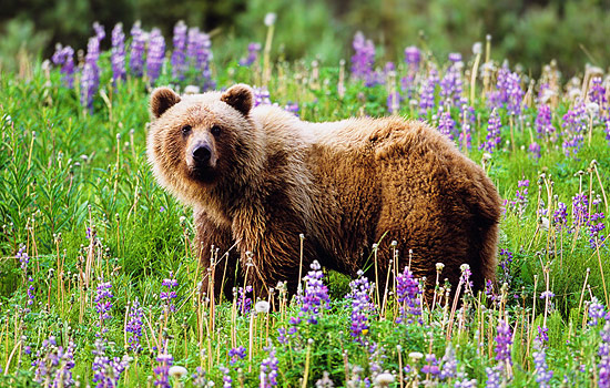 Canada tours - Canada travel guide - See magnificent grizzly bears with our local guides in Prince Rupert.