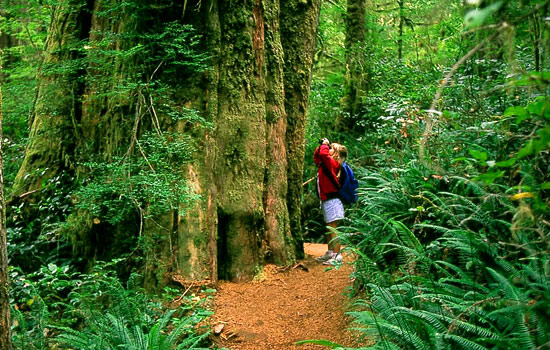 Canada tours - Canada travel guide - Feel awe struck by such vast coastal forests.