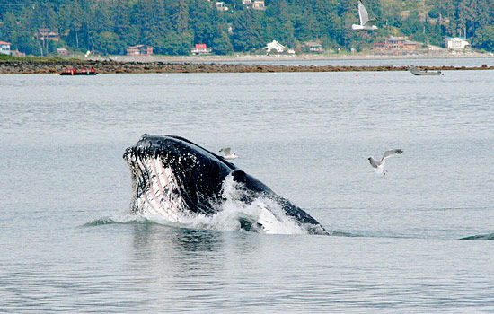 Canada tours - Canada travel guide - Feel awe struck by the vast coastal forests and wildlife to be seen.